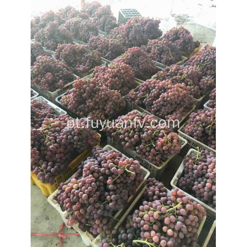 Uva vermelha de Yunnan pronta para exportar